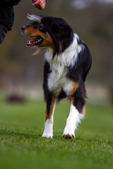 Dog outdoors on the move at agility..