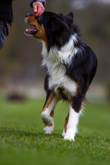 Dog outdoors on the move at agility..