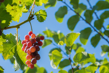 A bunch of red grapes on a vine