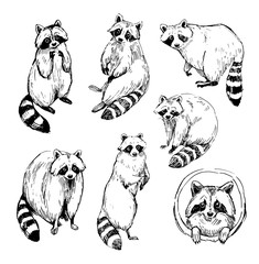 Set of raccoon sketches. Outline  with transparent background. Hand drawn illustration converted to vector - obrazy, fototapety, plakaty