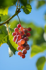 A bunch of red grapes on a vine