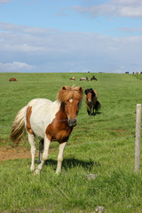 Icelandic horses in their field in summer in Iceland