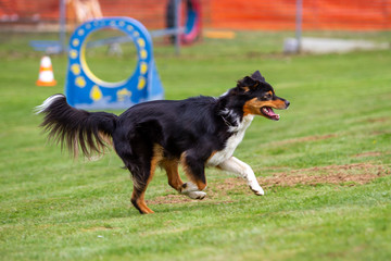 Dog outdoors on the move at agility..