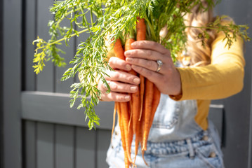 hands holding organic carrots - soft focus for effect