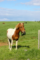 Naklejka na ściany i meble Icelandic horses in their field in summer in Iceland