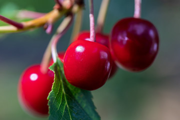 Fresh mature cherries growing in a tree in sunlight