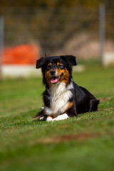 Dog outdoors on the move at agility..