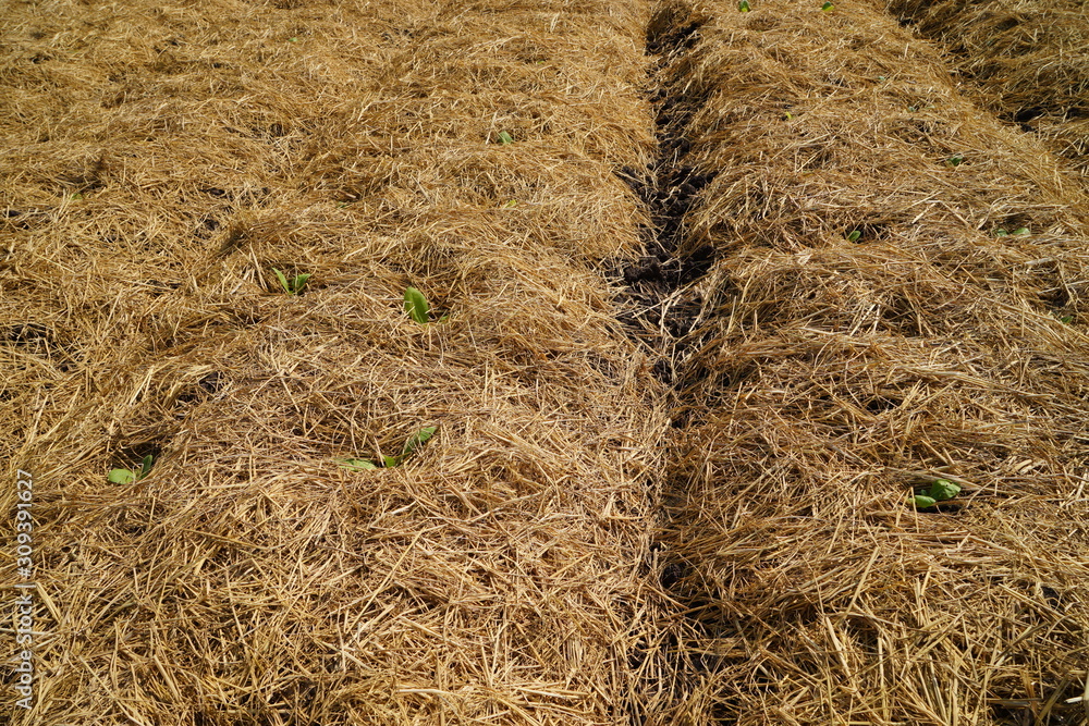 Sticker field of wheat