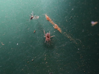 Spider in a Sydney Backyard trapping small insects
