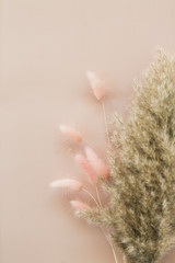 Pampa grass and pink bunny tail grass on pink background, copy space
