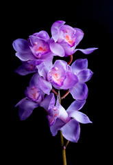 Fototapeta na wymiar Beautiful orchids purple on black color background.