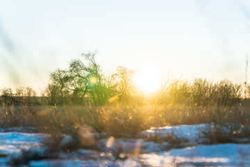 yellow withered grass in the setting sun under the first snow