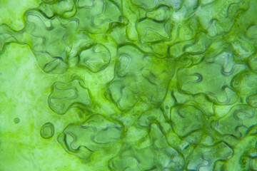Lettuce cells under microscope, magnification x 400