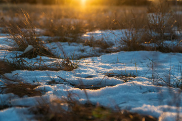 Fototapeta na wymiar yellow withered grass in the setting sun under the first snow