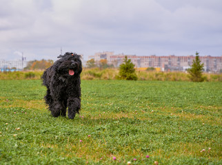 Terrier Zordan Black runs across field meadow green grass, happily wagging tail against background of fir trees and houses of city. Full length. Walking pet in autumn. Horizontal shot of animal