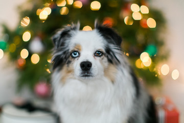 Fototapeta na wymiar Cute Mini Australian Shepard in front of Christmas Tree, Dog under the tree