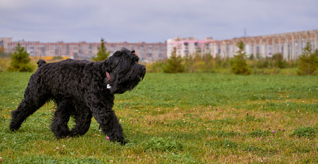 Terrier Zordan Black runs across field meadow green grass, happily wagging tail against background of fir trees and houses of city. Full length. Walking pet in autumn. Horizontal shot of animal