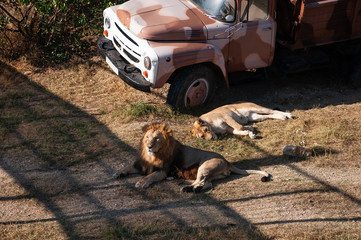 lion and lioness © alexbush