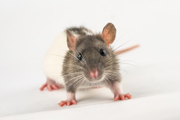 Fototapeta na wymiar portrait of a pet rat on a white background is isolated
