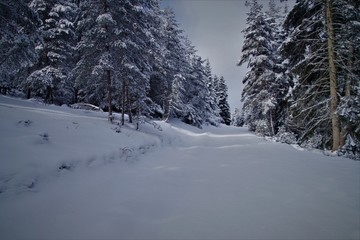 road in winter forest