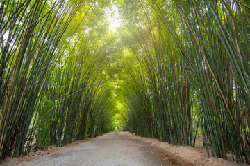 Asia Thailand, at the bamboo forest  and tunnel vision, green bamboo forest background