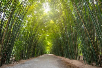 Poster Asia Thailand, at the bamboo forest  and tunnel vision, green bamboo forest background © alis