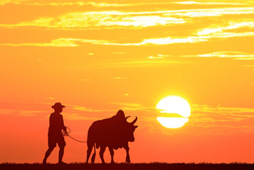 Fototapeta na wymiar silhouette man with a cow walks on sunrise background
