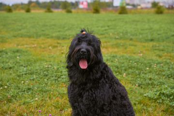 Large Terrier of Zordan black sits on field stuck out tongue, and feels happy and satisfied. Close-up portrait of dogs muzzle. Walking pet in autumn. Horizontal shot of animal. Walk in fresh air.