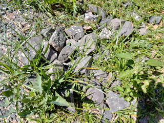 Rocks and green grass from near a lake shore.