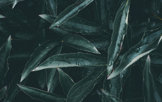 Green leaves pattern background, close-up