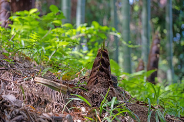 young sprout of bamboo in the bamboo forest close-up, selective sharpness