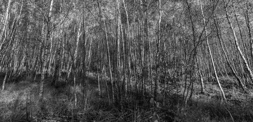 Birkenwald in schwarz weiß