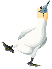 Balade d'un fou de bassan