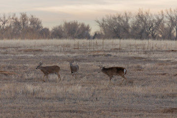 Whitetail Bucks During the Fall Rut in Colorado