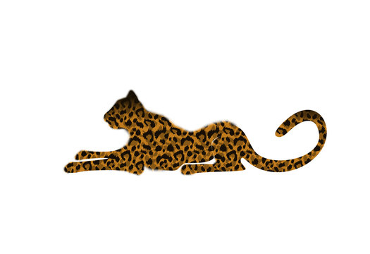 Leopard illustration