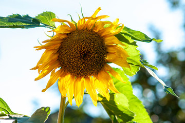Blooming sunflower on a background of clouds and green leaves. Close-up