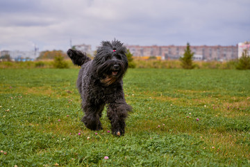 Terrier Zordan Black runs across field meadow green grass, happily wagging tail against background of fir trees and houses of city. Full length. Walking pet in autumn. Horizontal shot of animal