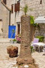 Fototapeta premium Palm tree with few leaves in old town of Kotor, Montenegro