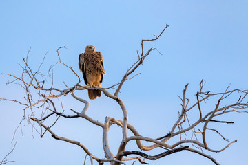 Steppe eagle or Aquila nipalensis perches on dry tree