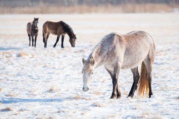 A Mare in the foreground and foals in the background