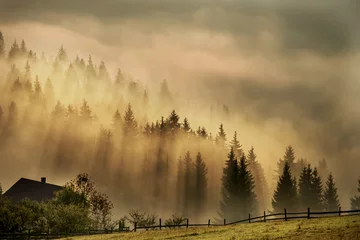 Photo sur Aluminium Forêt dans le brouillard Vue fantastique du petit matin dans les montagnes. Silhouettes de rangées de sapins sur les pentes des montagnes au soleil et nuages de brouillard. Photo sombre au crépuscule du matin. Brouillard dramatique et
