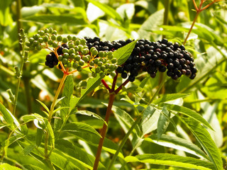 Close up of black wild berry.