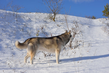 Fototapeta na wymiar Wolf in the snow in the mountains. Wolf in the wild in winter. Winter landscape