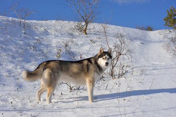 Fototapeta na wymiar Wolf in the snow in the mountains. Wolf in the wild in winter. Winter landscape