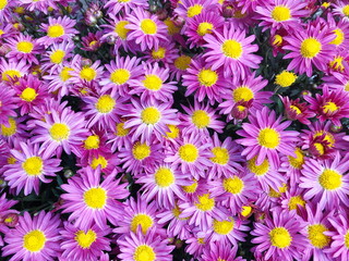 Purple Chrysanthemum flower in the garden background