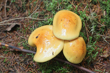 Cortinarius multiformis, orange webcap from Finland
