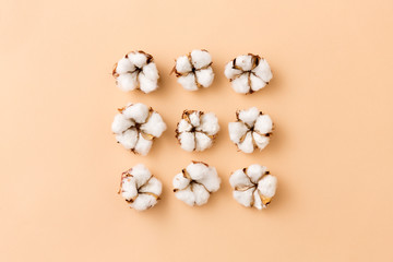 nature, flora and herbal concept - cotton flowers on beige background