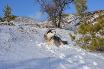  Wolf in the snow in the mountains. Wolf in the wild in winter. Winter landscape