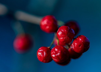 Berries 