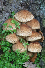 Pholiota squarrosa, commonly known as  shaggy scalycap, shaggy Pholiota, or the scaly Pholiota, wild mushrooms from Finland